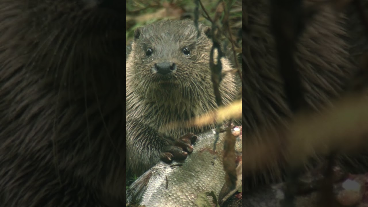 100 Sekunden Natur: Ein Otter macht es sich gemütlich – Herbst im Wald 