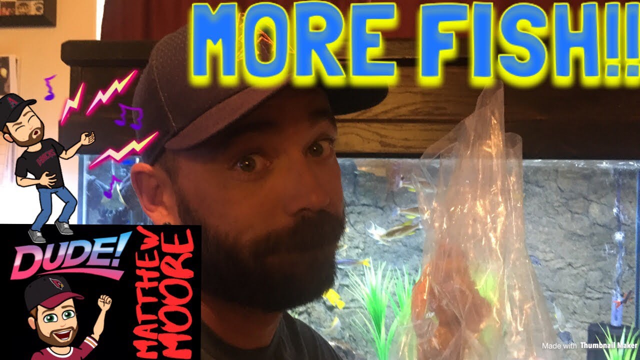 video phone beyonce mp3 New fish from CICHLID LOVERS!