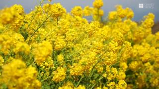 早咲き菜の花が満開　滋賀・守山