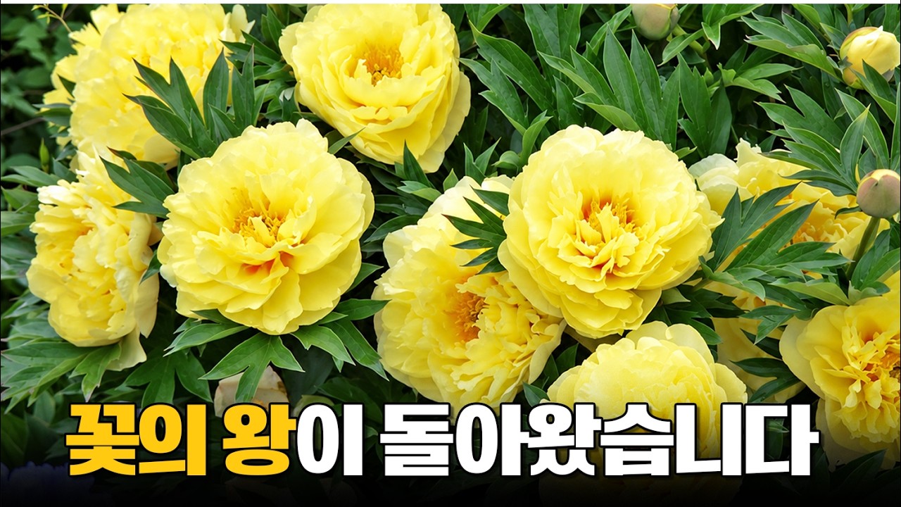 6지 이상 목단~10월 25일까지 | 내년 봄에 후회하기 싫다면, 이 꽃을 지금 봐야하는 이유 | 목단 26종 4,000원 할인 판매 및 댓글 이벤트까지!