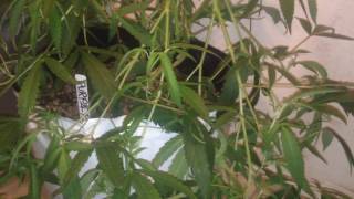 Kush Stars Series -Blurple-