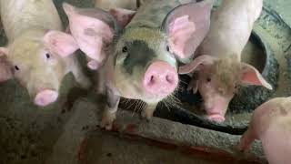 It's time to get hungry again​#animals  #viral #pig #funny 