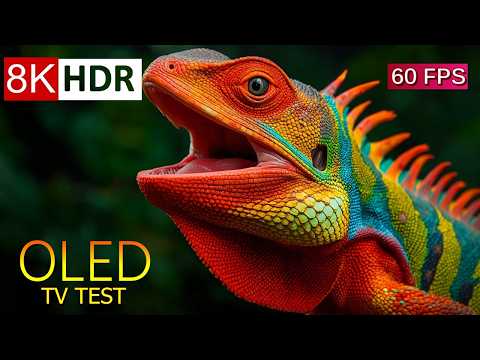 8K HDR 60fps OLED TV Showcase - Ultimate Brightness & Contrast Test