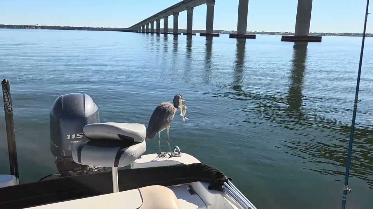 Blue Heron and a white trout sushi