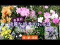 [2021][part1](春夏秋)庭の花の風景　芽⇒蕾⇒花の移り変わり