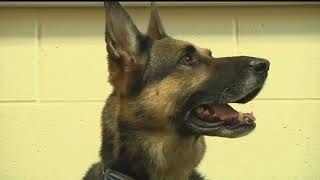 Broadwater County Sheriffs Office Welcomes New Drug Dog Luna