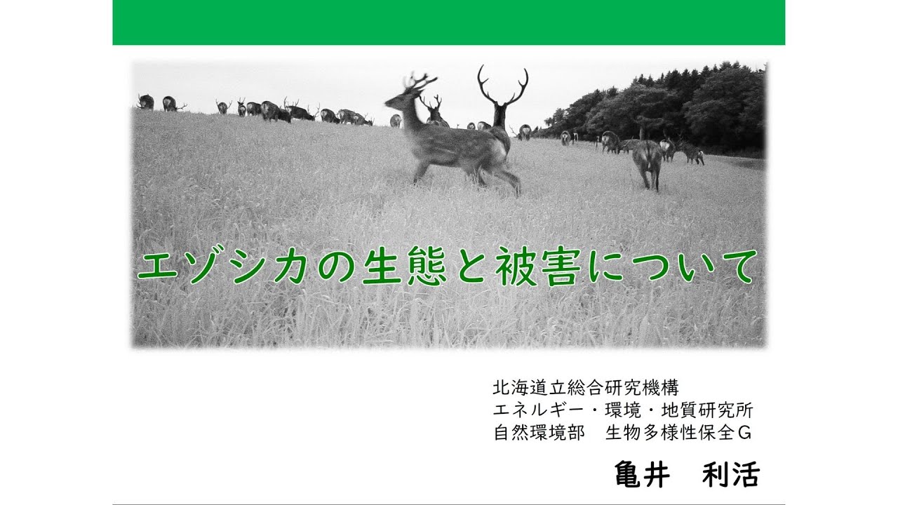 エゾシカの保全と管理 maxresdefault.jpg