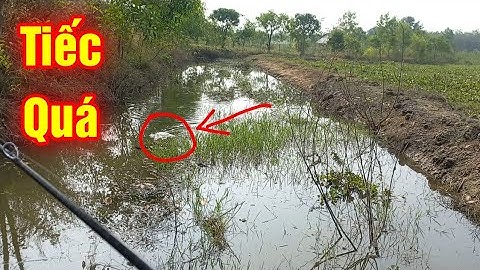 Câu Lure Cá Lóc cuối năm | Đụng độ Hugo mà bắt không được | tiếc quá | Quang Hưng Vlog