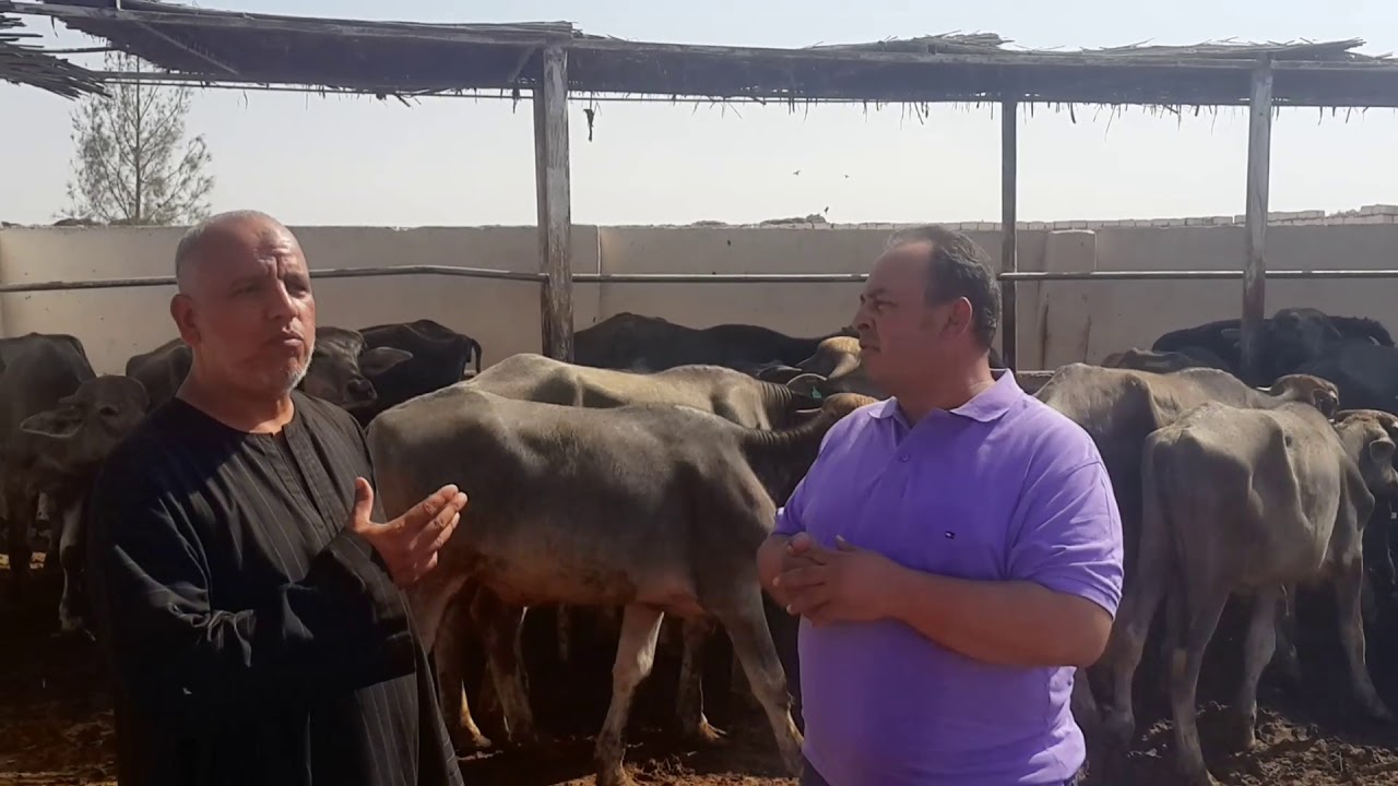 معا لتنمية  الثروة  الحيوانية  الحلقة  الرابعة  2  مع  الحاج  حسام