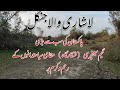 Lashari wala jungle  forest in pakistan