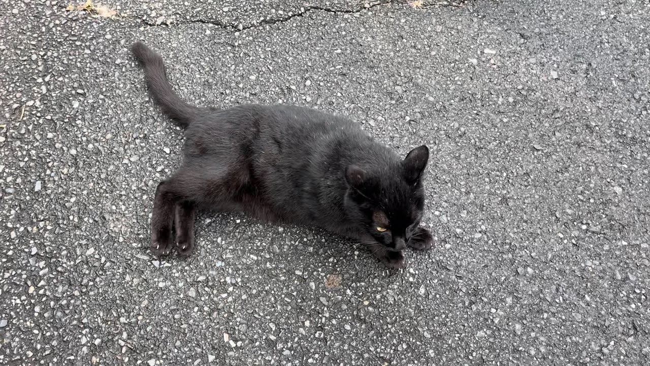 くろねこちゃん blackcat 2026年8月27日 14:00 - YouTube