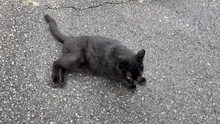 くろねこちゃん blackcat 2026年8月27日 14:00 - YouTube