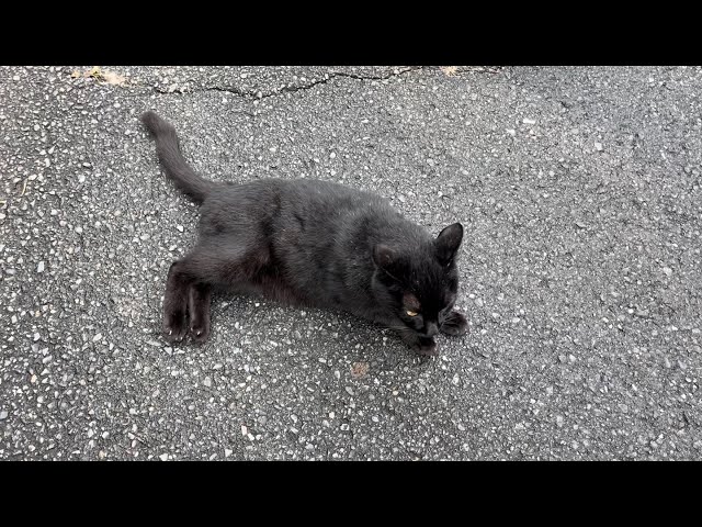 くろねこちゃん blackcat 2026年8月27日 14:00 - YouTube