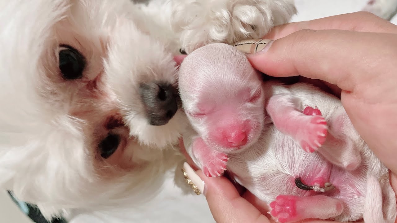 새끼강아지의 탄생🐶/강아지 출산과정/갬동주의😢