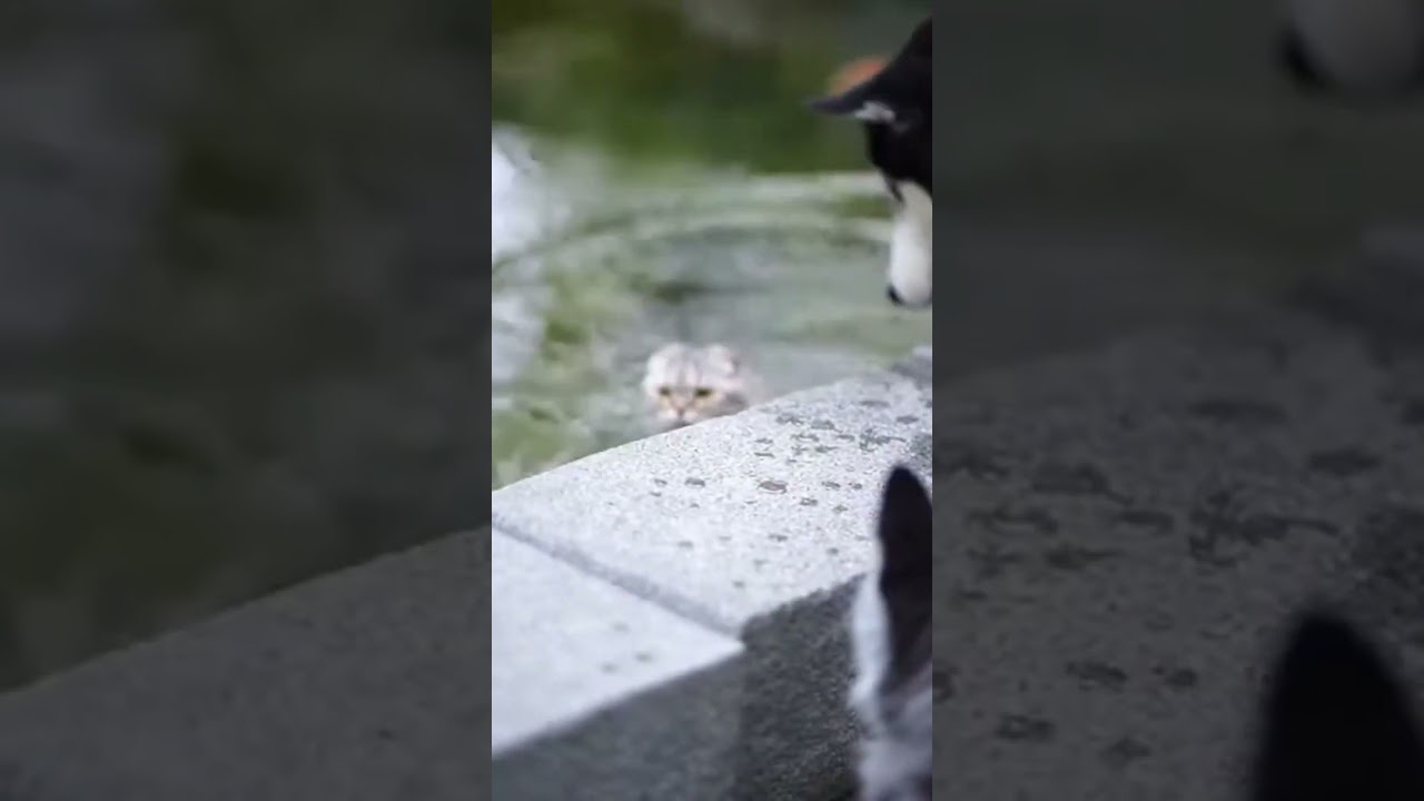 Scottish Fold Attacks Husky Puppy… and Mama Surprises Everyone 