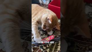 my cats vs fun cool science gadgets 😎 #shorts