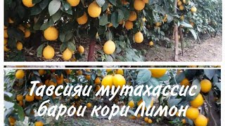 видео: Ҳатман тамошо кунед барои пешрави кори Лимон🍋🍋🍋 (лимӯ) чи тавр аз ҳашаротҳо дар эмин мондан қисми 1. картинка: Ҳатман тамошо кунед барои пешрави кори Лимон🍋🍋🍋 (лимӯ) чи тавр аз ҳашаротҳо дар эмин мондан қисми 1.
