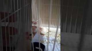 White Java Sick | Java bemar hua