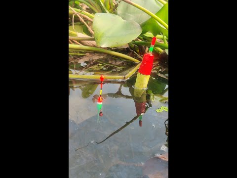 Fishing video 