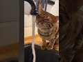 Выбираем поилку котику 🐾 #коты #котики #унмаяпоилка #бенгал