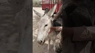 #donkeykongcountry #donkeys crying in village #harad life in donkey #animals # donkey is hard pains