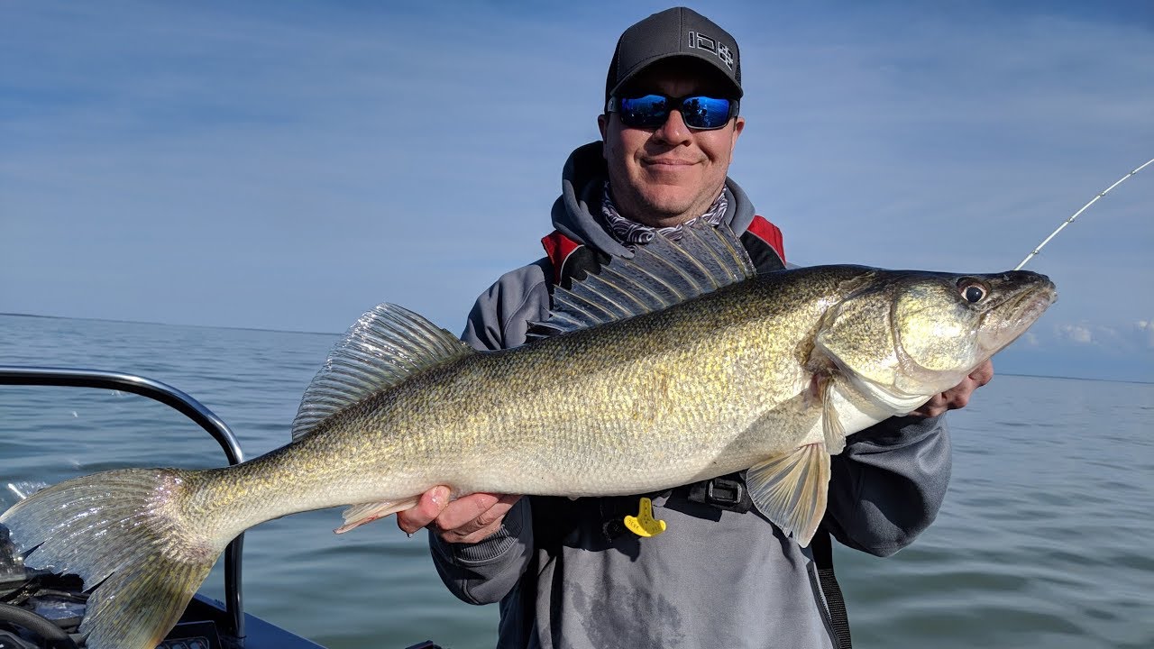 Walleye Fishing Lake Erie (CATCH & COOK)