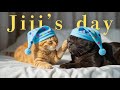 黒猫ジジの1日☀️