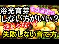 浴光育芽はした方が良い！失敗しないジャガイモの栽培方法