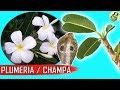 PLUMERIA (CHAMPA): Types, Plumeria Care Tips | Plumeria Cuttings