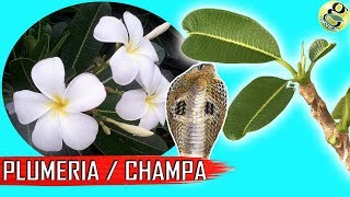 PLUMERIA (CHAMPA): Types, Plumeria Care Tips | Plumeria Cuttings