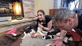 Cavalier Puppy Livestream: Myra's Puppies Can See & Hear!