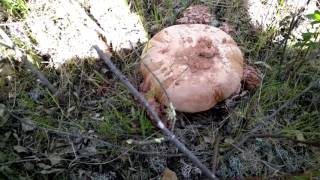Amanita Ponderosa 2017 (38)