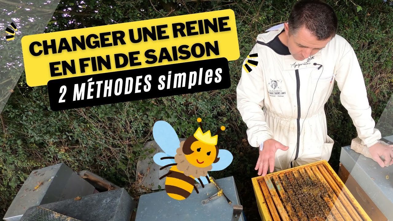Changer une reine en fin de saison : 2 techniques faciles