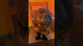 How to Take Epic Dog Photos!