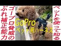 GoProを犬に付けてペット視点で映像を見てみました