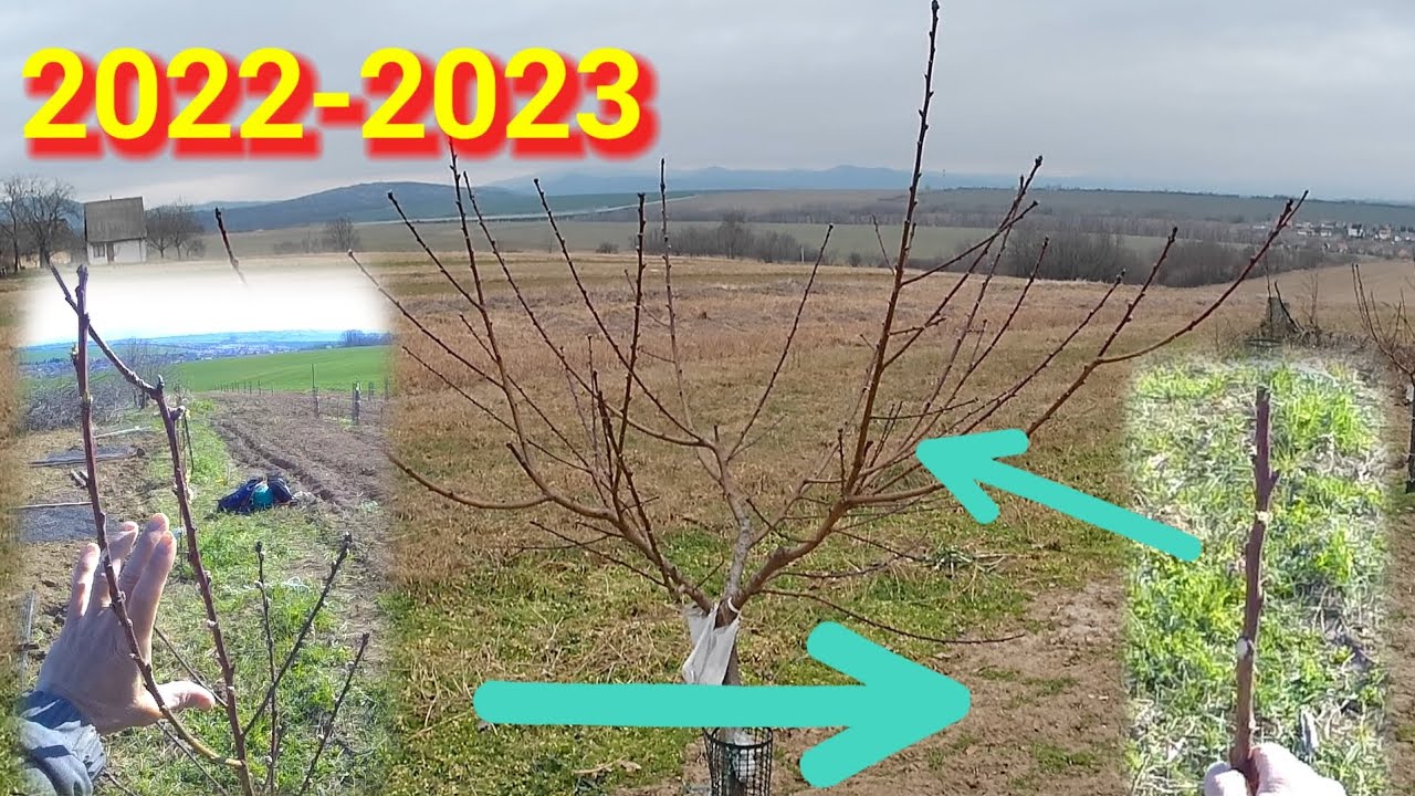 Vinohradnícka broskyňa výchovný rez - časť 1