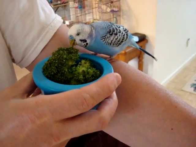 Can Parakeets Eat Blueberries? Essential Guide for Bird Owners