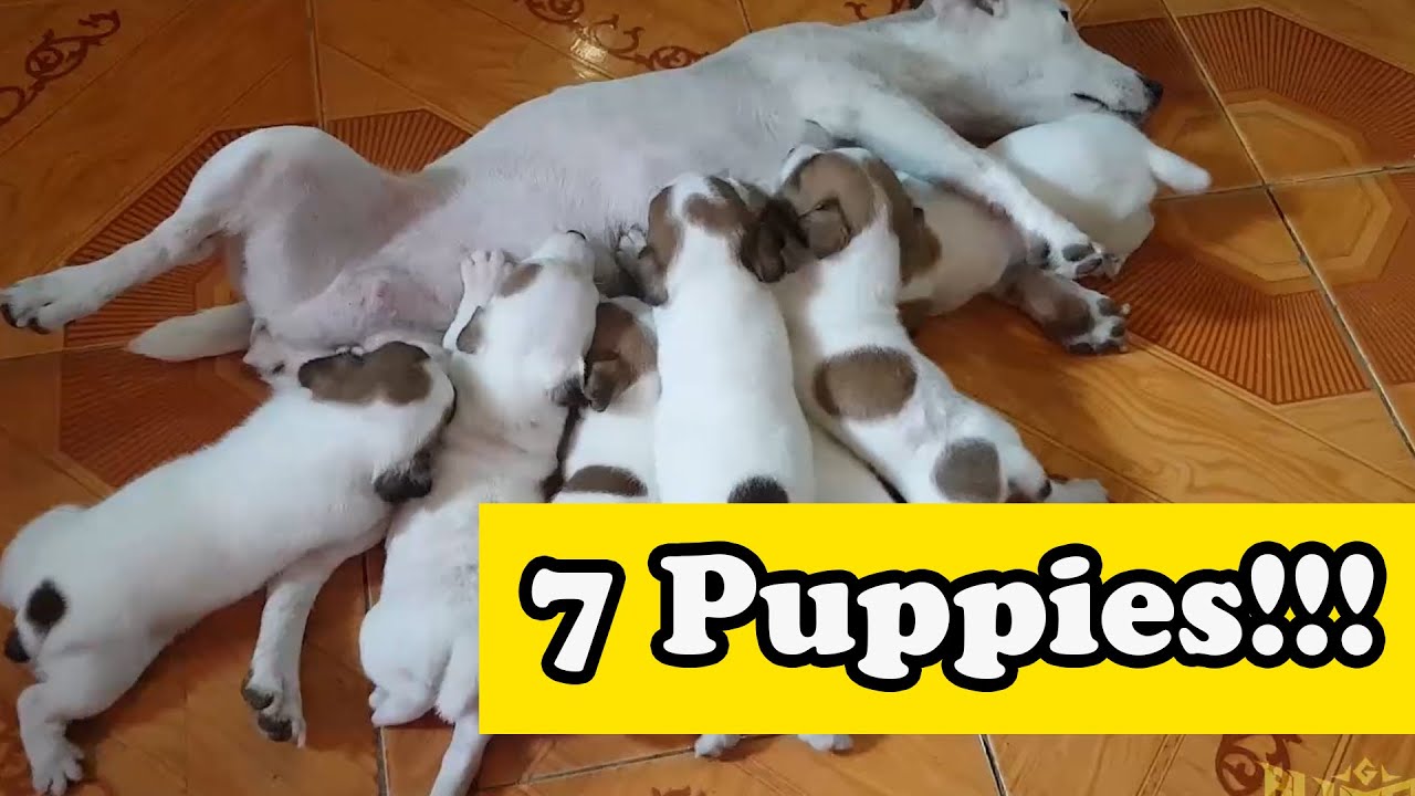 Giving birth with 7 puppies (Jack Russell Terrier)