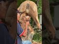 Beautiful peacock carvings to look at