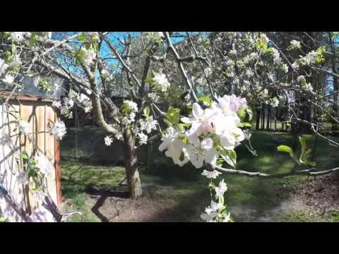 RIVER GARDEN AFTER 2ND FREEZE 4-10-16 Part 2 of 2