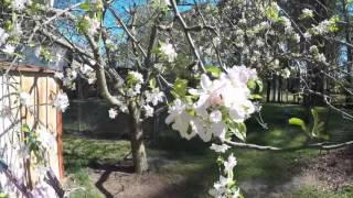 RIVER GARDEN AFTER 2ND FREEZE 4-10-16 Part 2 of 2