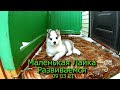 Маленькая лайка Развиваемся 09 03 21