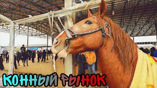 Шуро от бозор! Конный рынок Узбекистана! Horse market 2023!