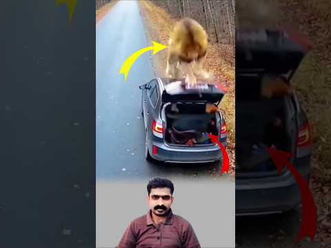 أسدان يندفعان فجأة والمرأة تركض بكل قوتها ت غلق باب السيارة في آخر لحظة وتنجو اشتراك  