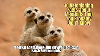 10 Amazing Facts about Meerkats ♨️ Meerkat Adaptations and Survival Tactics in Harsh Environments
