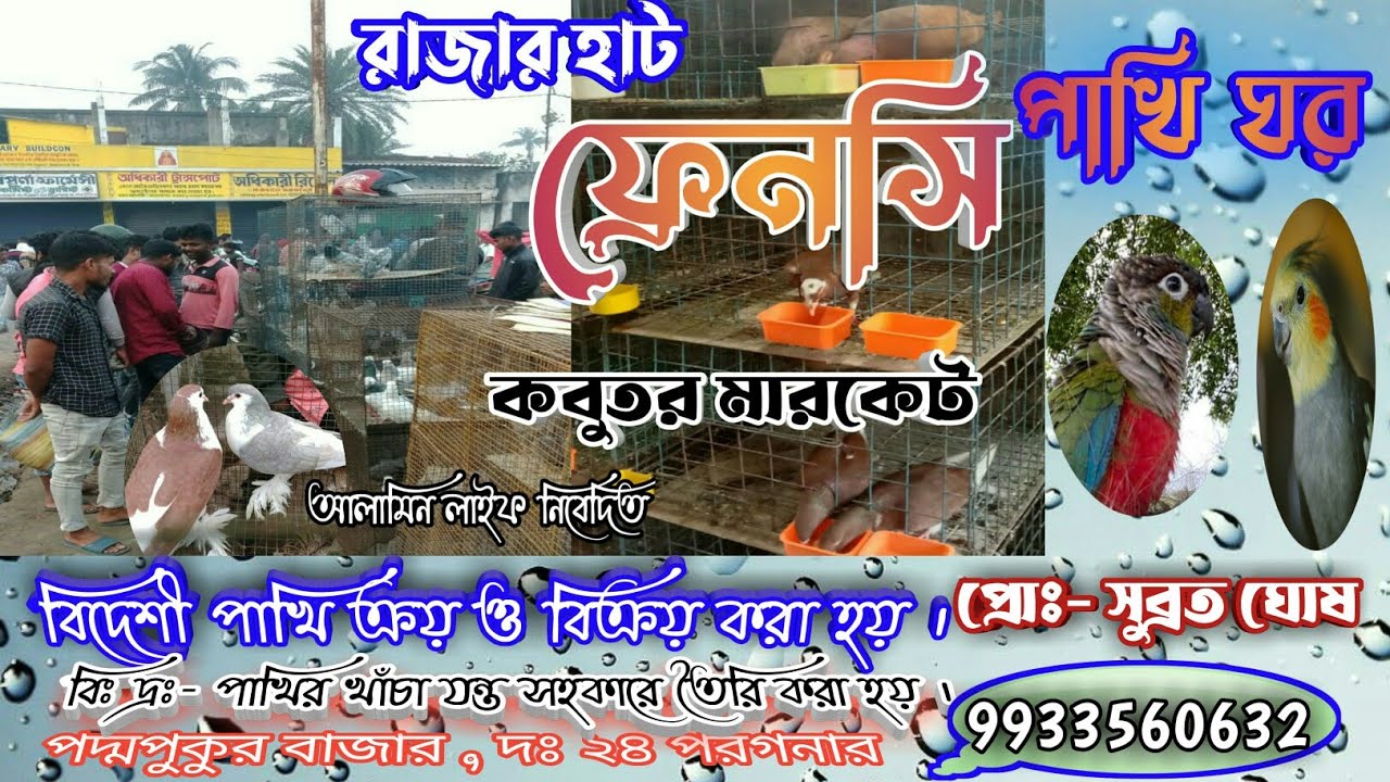 Rajahat pigeon market ! rajahat