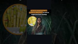 Big problem of Maharashtra labour woman