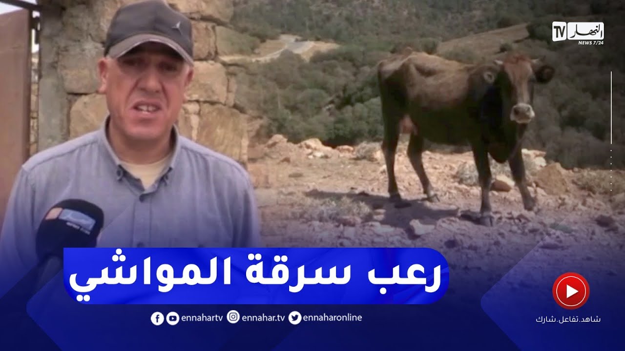 رعب وسط مربي الأبقار بعد سرقة 100 رأس بقر بحيدوسة ومروانة بباتنة