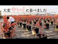 【Farm Vlog】ポットをキレイに並べて配管設置！ブルーベリー狩り園の内装が決まりました　#94