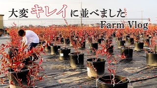 【Farm Vlog】ポットをキレイに並べて配管設置！ブルーベリー狩り園の内装が決まりました　#94